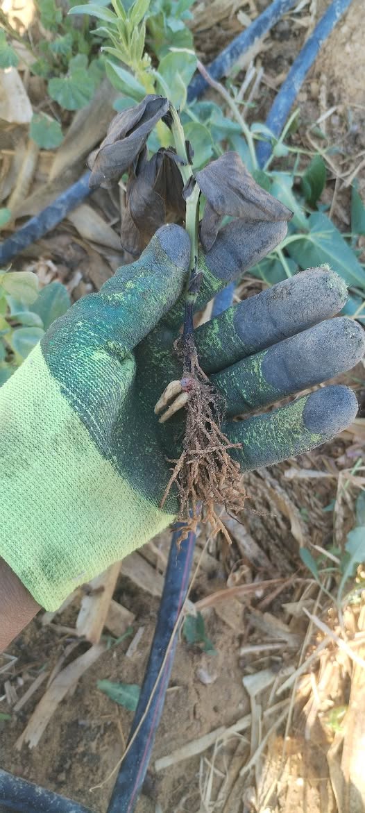 الرجاء توضيح العرض والعلاج